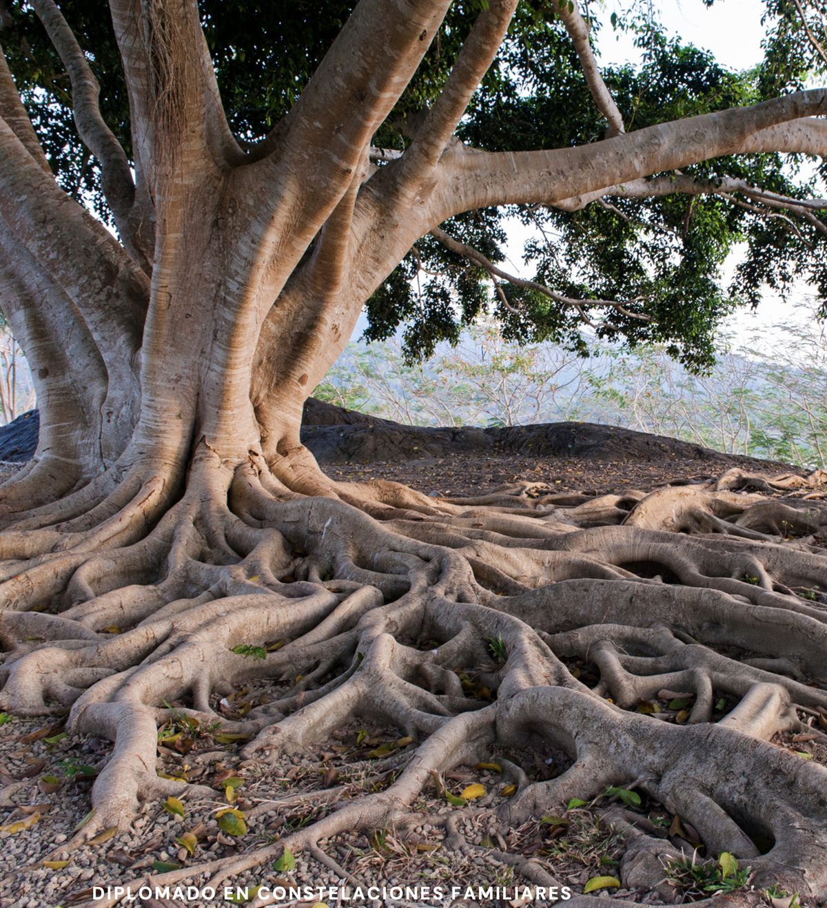 Raíces de un árbol extendiéndose sobre la tierra